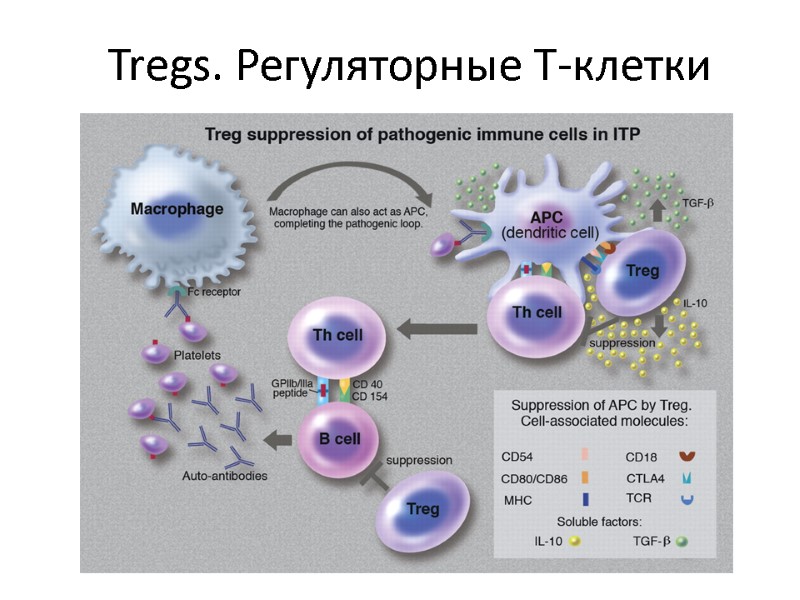 Tregs. Регуляторные Т-клетки